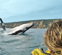 Spot Humpback whales (June – November)