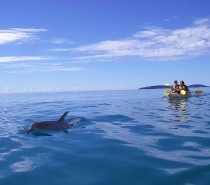 Dophin Spotting